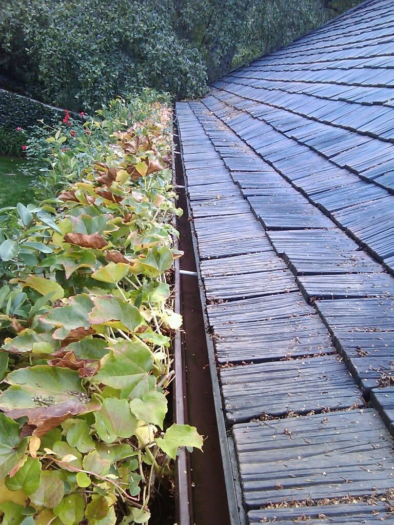 Vegetation and debris building up along a roof gutter