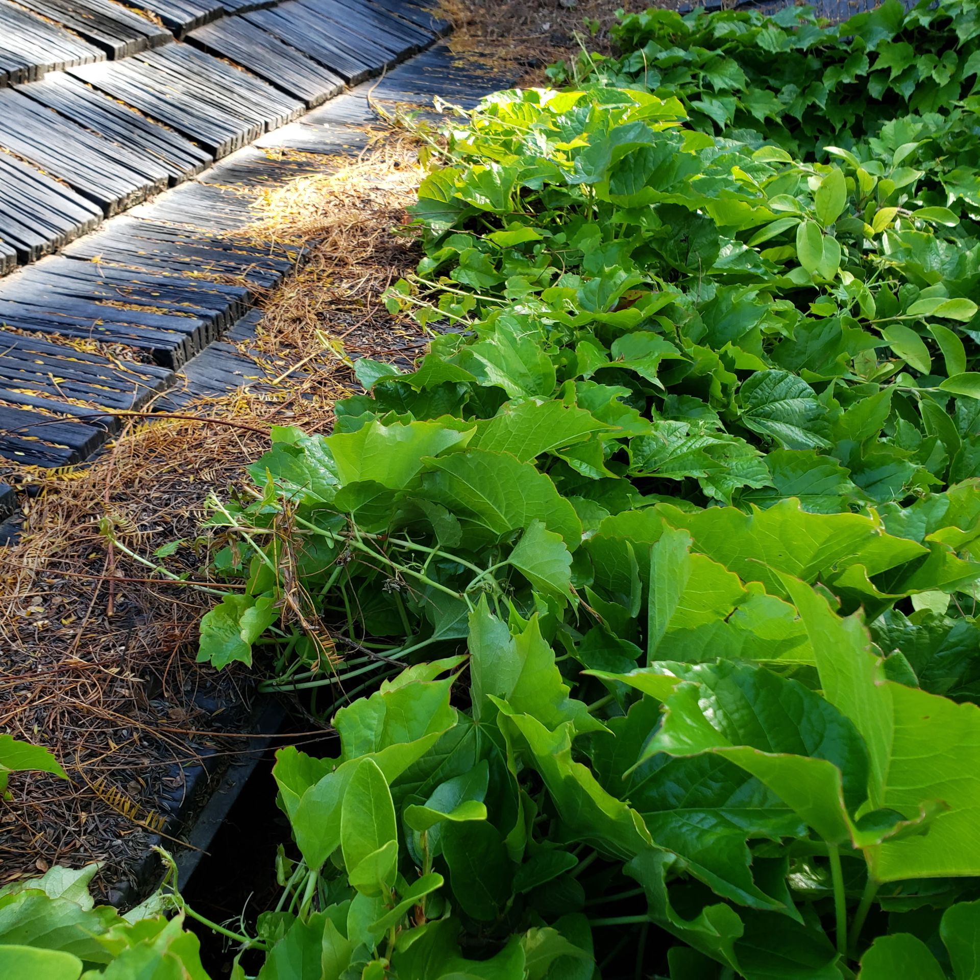 Overgrown leaves and vegetation blocking a roof drainage area