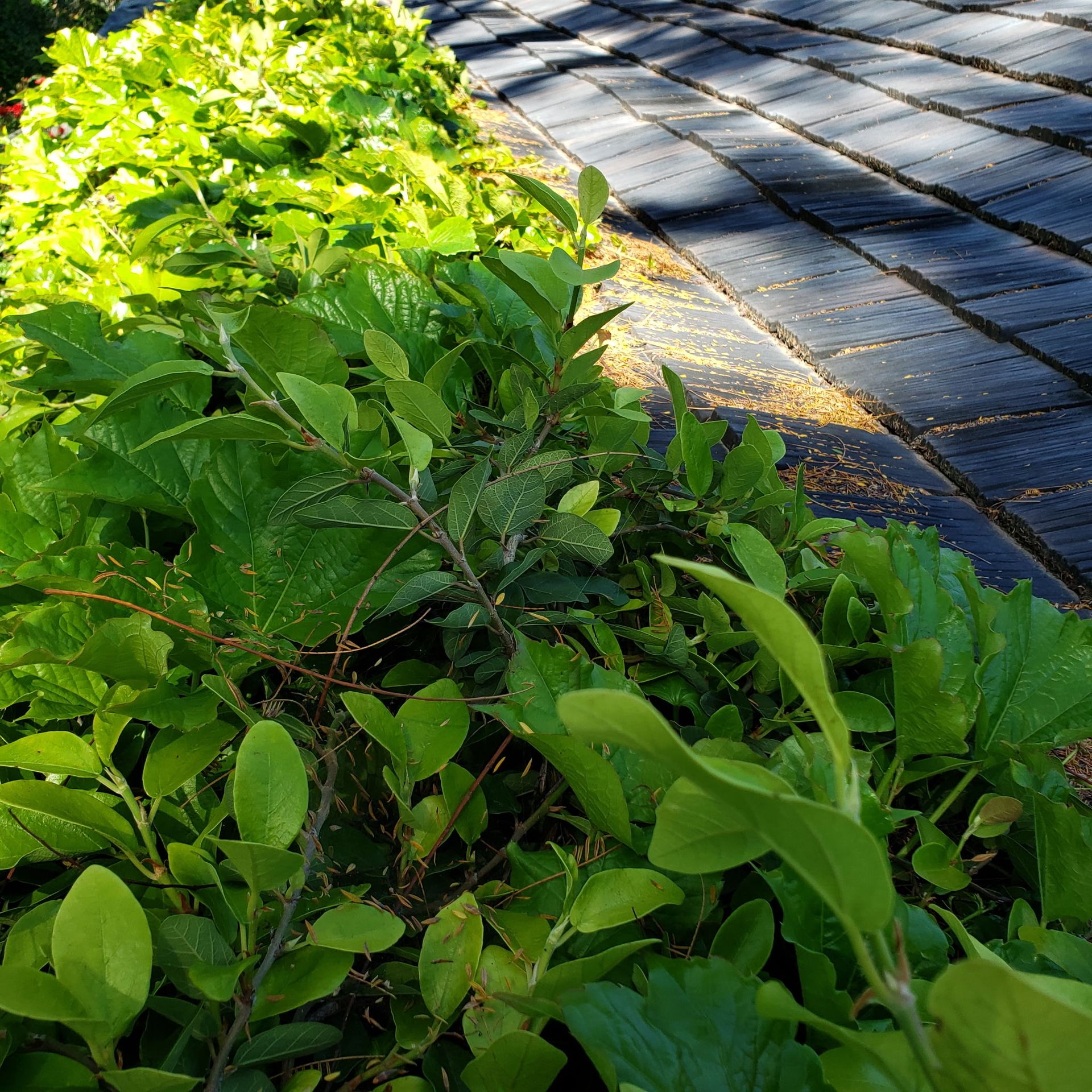 Vegetation and debris along a roof gutter before cleaning